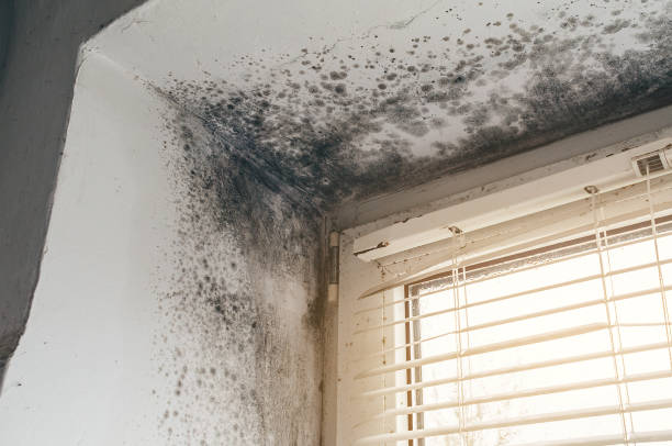 Affordable Mold Remediation solutions in Du Bois, PA